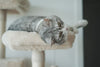 How to Find the Purr‑fect Cat for Your Home 🐱🏡