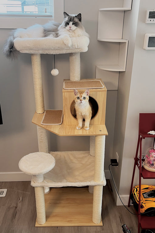 🐾 Cat Ownership in Canada (2025): Surprising Stats Every Cat Lover Should Know
