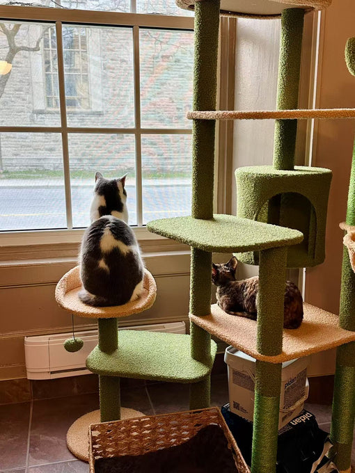 The Best Cat Trees for Small Spaces: Top Picks for Apartment Living