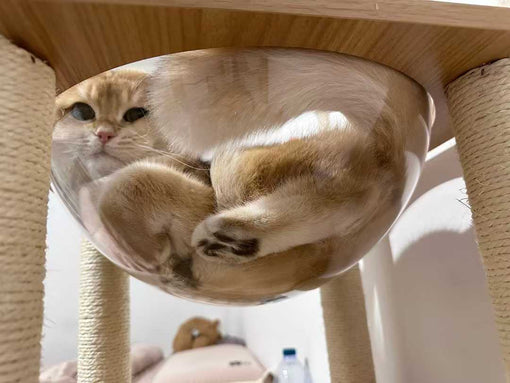 The Most Popular Cat Breeds in Canada in 2025 (And the Best Cat Trees for Them!)