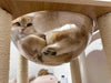 The Most Popular Cat Breeds in Canada in 2025 (And the Best Cat Trees for Them!)