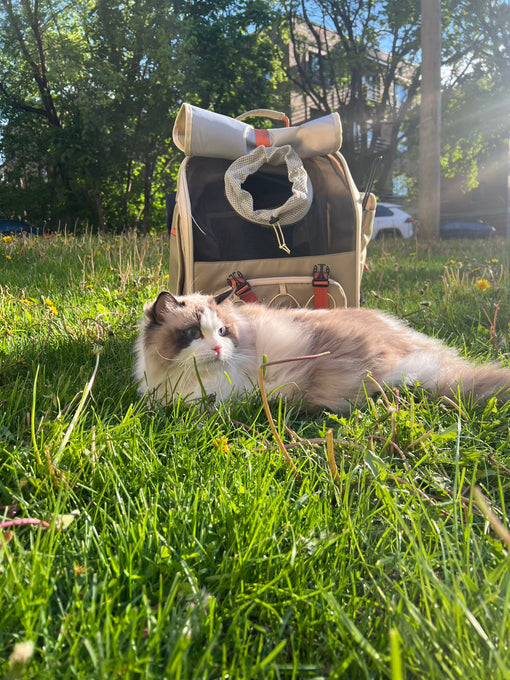 How Long Do Cats Live? A Look at Feline Lifespans 🐾