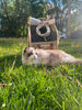 How Long Do Cats Live? A Look at Feline Lifespans 🐾