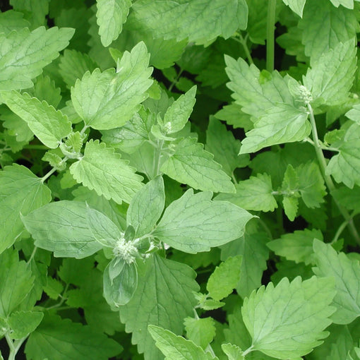 Is Catnip Safe for Dogs? What Every Pet Owner Should Know