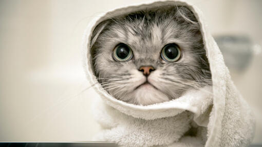 Why Do Most Cats Hate Water? Understanding Your Feline’s Aversion
