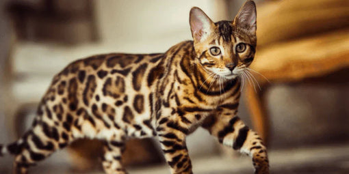 The Bengal Cat - Read all about this cat breed here!