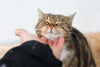 Why Do Cats Purr? Understanding This Soothing Feline Behavior