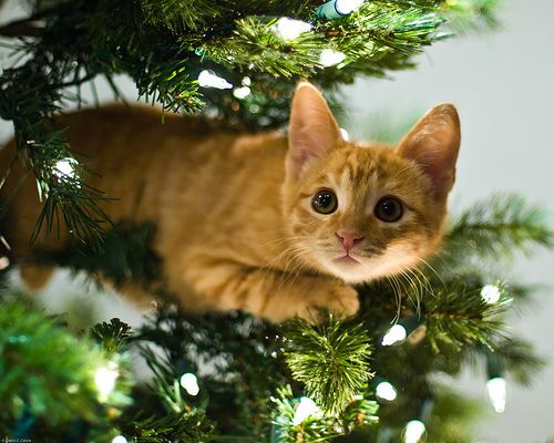 are christmas trees toxic to cats
