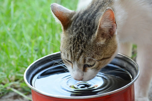 How to Get Your Cat to Drink More Water: Causes, Risks, and Solutions