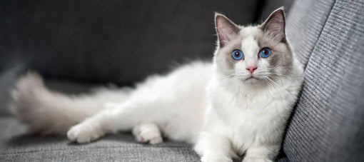 The Ragdoll Cat - Read all about this cat breed here!