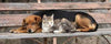 Thinking of Giving Up Your Pet in Canada? Here’s What You Need to Know