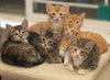 The Truth and Reality Behind Pet Adoption: What Every Future Pet Parent Should Know