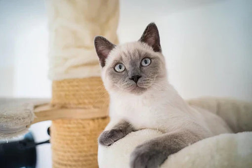 The Siamese Cat - Read all about this cat breed here!