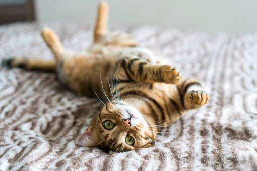 How Good is a Cat’s Memory? The Truth About Feline Recall