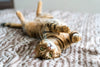 How Good is a Cat’s Memory? The Truth About Feline Recall