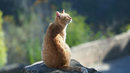 What Temperature (°C) is Most Comfortable for Cats? A Guide for Cat Owners
