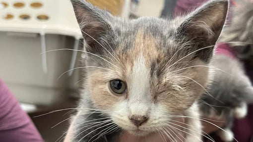The Calgary 110 Cat Surrender: What We Can Learn About Responsible Cat Ownership
