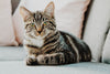The Tabby Cat - Read all about this cat breed here!